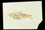 Bargain, Fossil Fish (Knightia) - Wyoming #148546-1